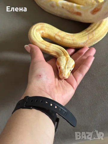 Боа Удушвач / Boa constrictor, снимка 3 - Змии - 55691159