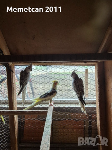 Корели, снимка 3 - Папагали - 54281555