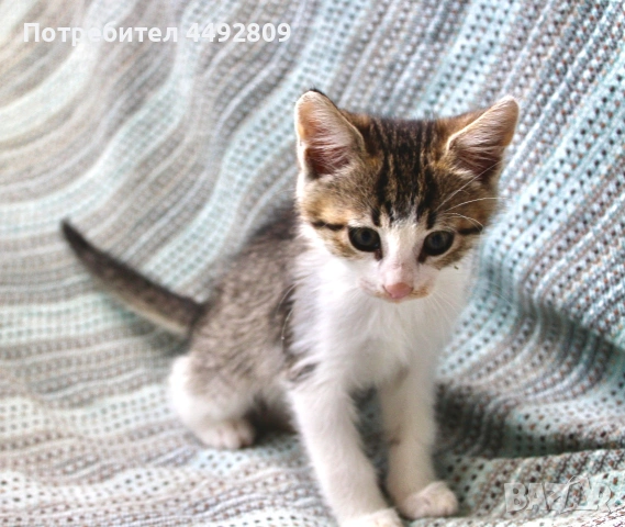 Малко коте търси дом, снимка 3 - Други - 55118513