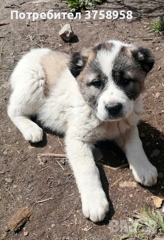 продавам алабаи , снимка 5 - Алабай - 54395622