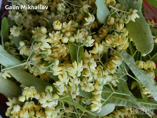 Черници, тиквени семки, лозови листа, липа цвят, снимка 4 - Домашни продукти - 54984587