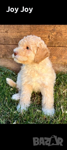 Lagotto Romanolio 