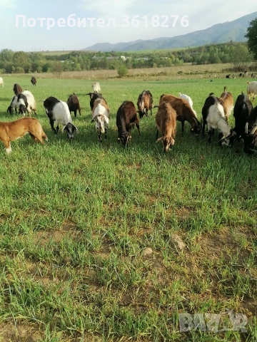 кози за курбан !