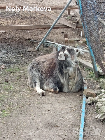 Скопен пърч и кози, снимка 7 - Кози - 54043599