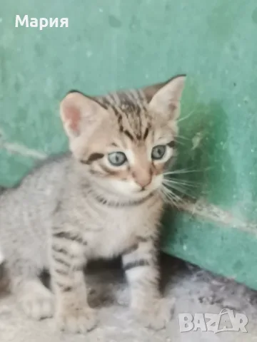 Котенца - Подарявам, снимка 7 - Други - 55357912