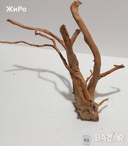 Корен от Азалия /декорация/ 61, снимка 3 - Други - 54102350