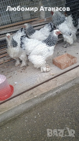 Продавам Колумбийска Брама., снимка 10 - други­ - 54772774