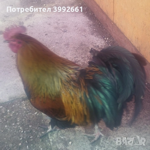 Продавам 11 месечни петли, снимка 6 - Кокошки и пуйки - 54133066