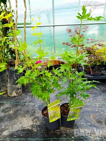 Японски клен Acer palmatum ‘Going Green’ – декоративен клен, снимка 3 - Градински цветя и растения - 54586406