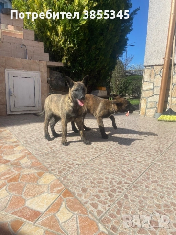 Белгийски овчарки, снимка 2 - Белгийска овчарка - 54142764