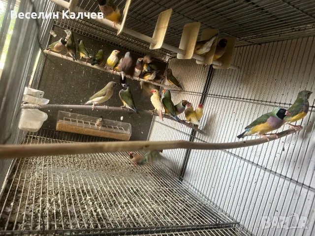 Различни видове амадини, снимка 3 - Амадини - 55365792