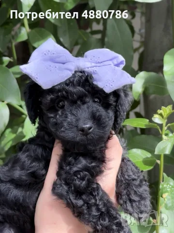 Той Пудел (Toy Poodle), снимка 2 - Пудели - 55432977