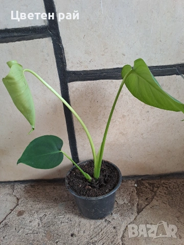 Monstera deliciosa реалните растения на последните снимки , снимка 2 - Стайни растения - 55237468