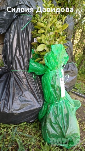 Лигуструм , снимка 11 - Градински цветя и растения - 53776491