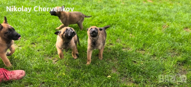 Малиноа , снимка 5 - Белгийска овчарка - 54886363