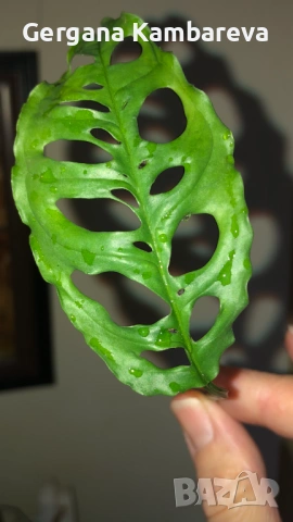 Резник monstera Obliqua Peru 
