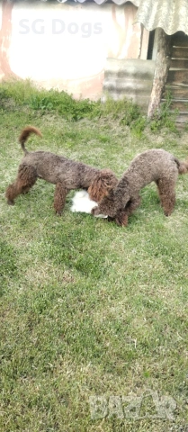 Пудел, снимка 11 - Пудели - 54322905