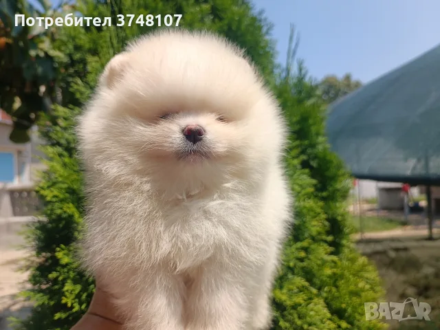Померан/померани , снимка 13 - Померан - 55328087