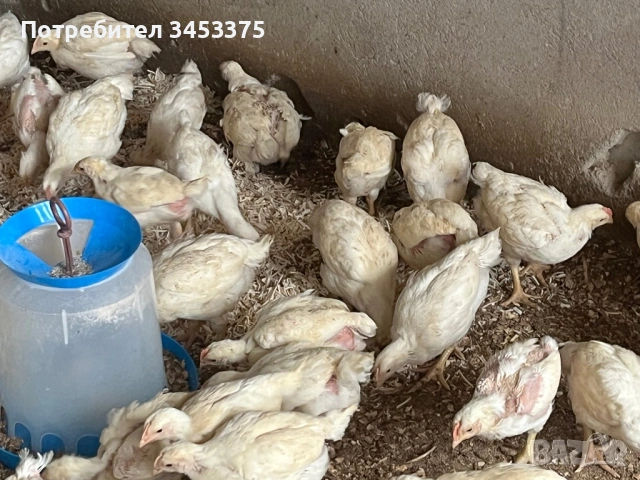 Продавам бройлерни пилета, снимка 2 - Кокошки и пуйки - 54236583