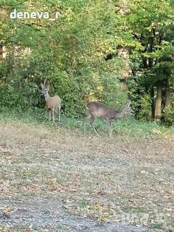 Вила Деа гр. Котел, снимка 10 - Почивки на планина - 53994375