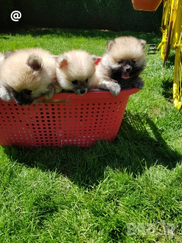 Померан померанчета Гр. София , снимка 7 - Померан - 54318919