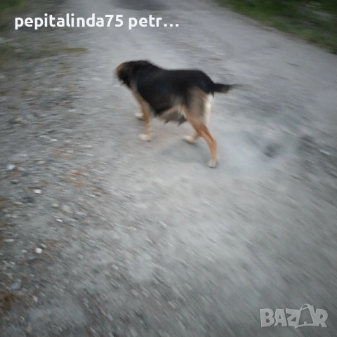 Търся дом за изхвърлено бременно куче, снимка 3 - Други - 54309593