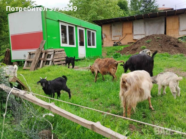 Продавам кози , снимка 6 - Кози - 54483034