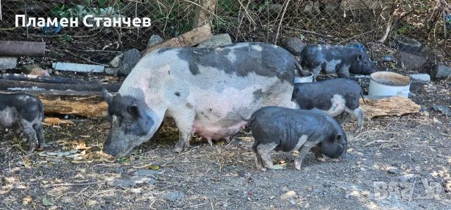 виетнамски прасенца