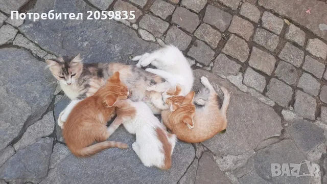 Подарявам малки котета