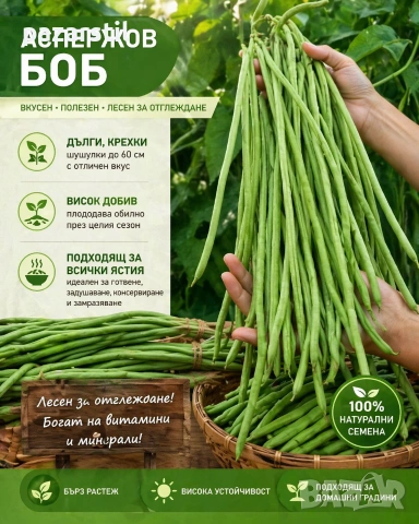 Аспержов боб - семена 