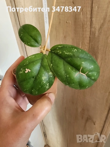Хоя sp.aff.Forbesii Round Leaves