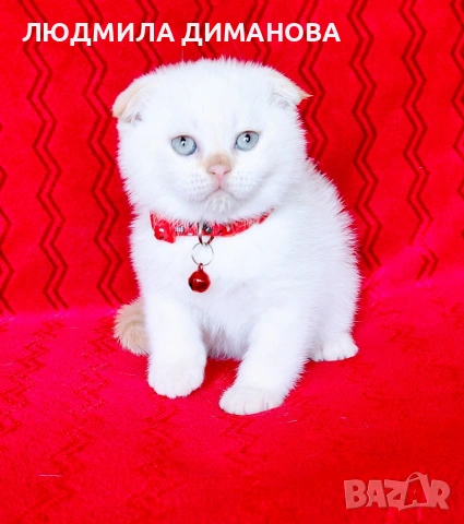 Шотландски мъжки със сини очи. , снимка 5 - Британска късокосместа - 54465113
