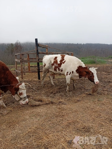 Продавам четири крави и четири телета,