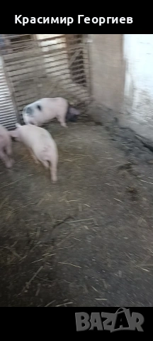 Продавам прасета , снимка 3 - Прасета - 55142323