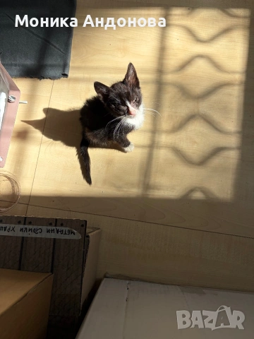 МЪЖКО КОТЕНЦЕ Търси дом, снимка 11 - Други - 55142831