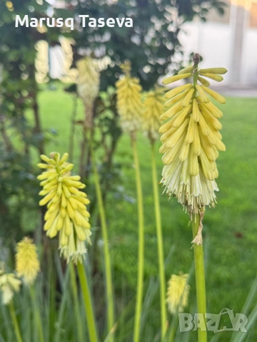 Книфофия и пампаска трева 