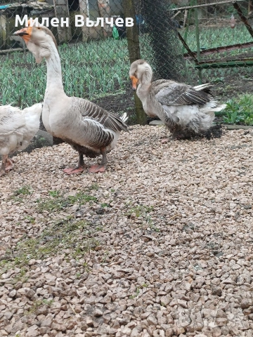 Гъски хломогорски 