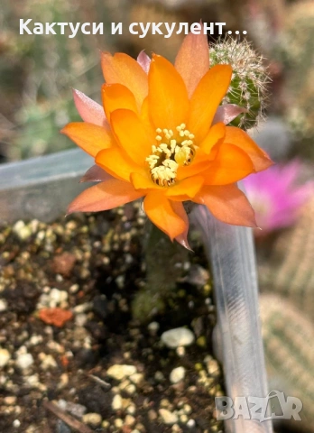 Кактус Chamaecereus Hybrid оранжев 