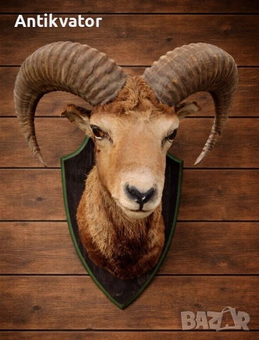 Трофеи от муфлон