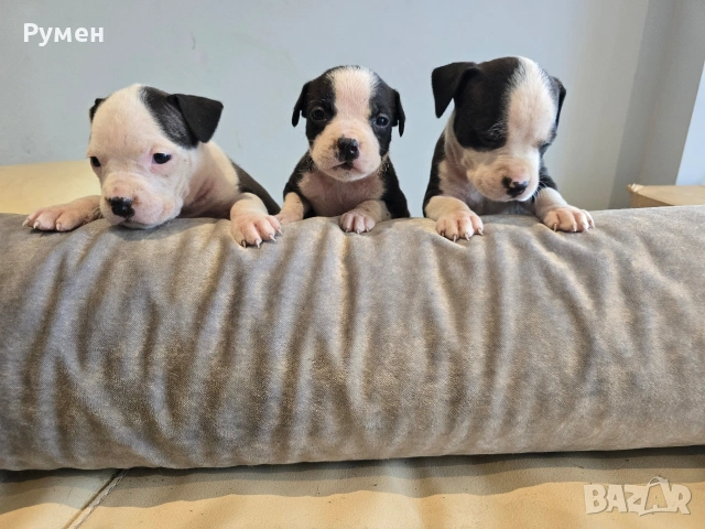 Американски стафордшир териер , снимка 9 - Американски стафордширски териер - 53970216