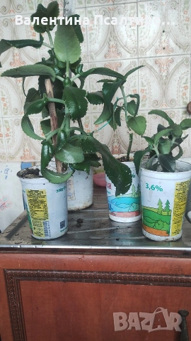 Каланхое дегреминтиана 
