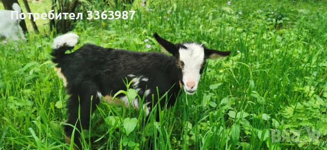 Кози за продажба , снимка 3 - Кози - 54659947