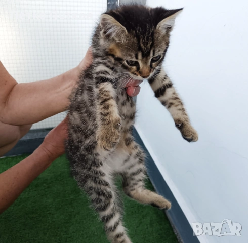Подарявам малко котенце - момченце, снимка 5 - Други - 54929088