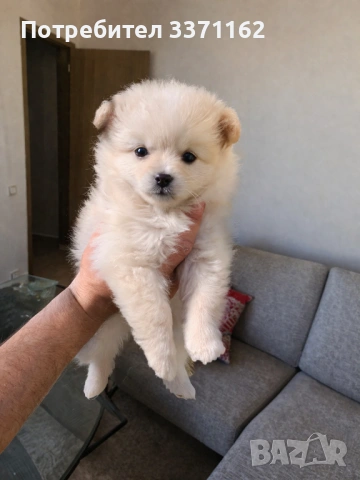 Померанче момиче, снимка 2 - Померан - 54157017