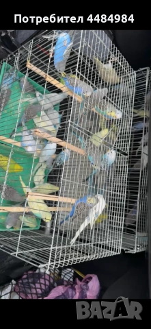 Вълнисти папагали, снимка 2 - Папагали - 54369628