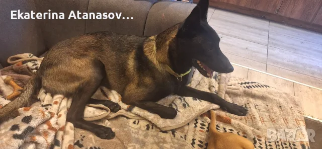 Белгийска овчарка малиноа, снимка 7 - Белгийска овчарка - 55655285