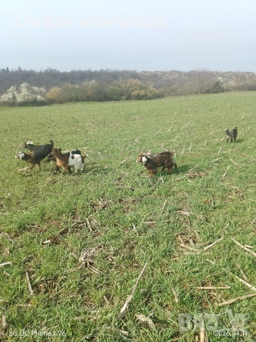 продавам , снимка 2 - Кози - 54162161