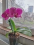 Орхидея, снимка 2