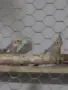 Продавам корели, снимка 2