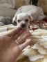 Последни два броя мъжко и женско, снимка 3